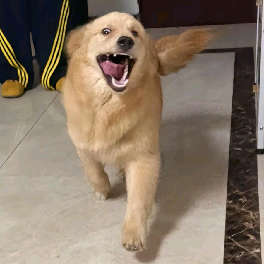 肥妞儿是条神犬（治愈小金毛）