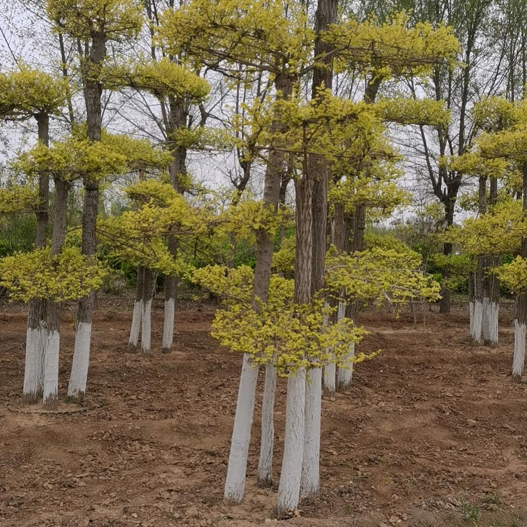 飞贤园林