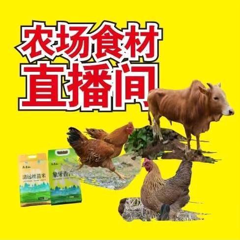 广东鸡城