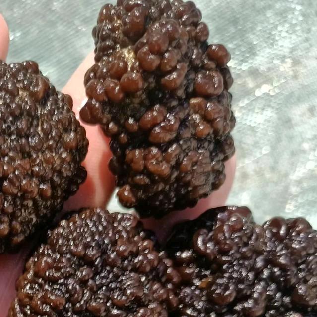带你走进玛咖菌世界
