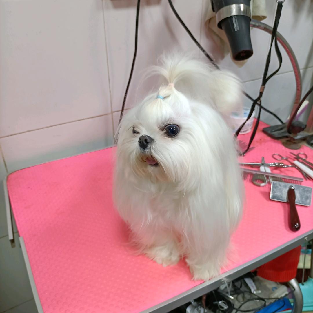小鱼