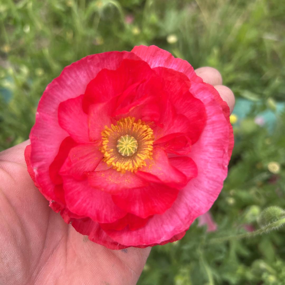 永远不变🌷