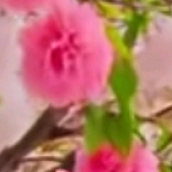 黄琼