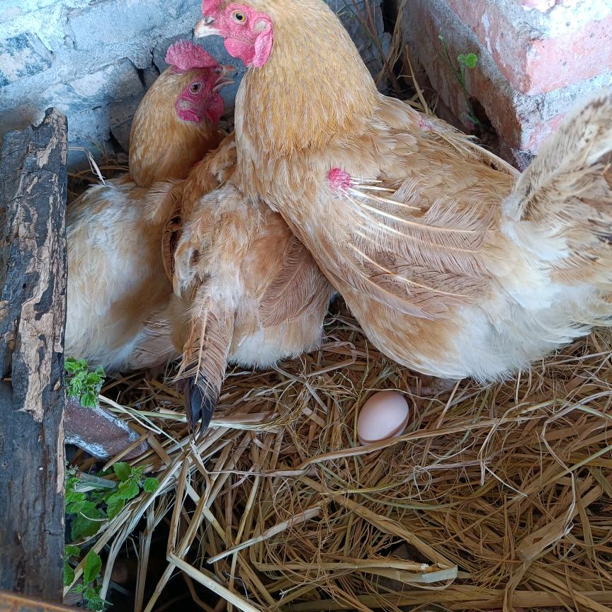 容庄生态园散养鸡！鸭鹅