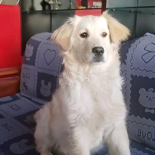 汪