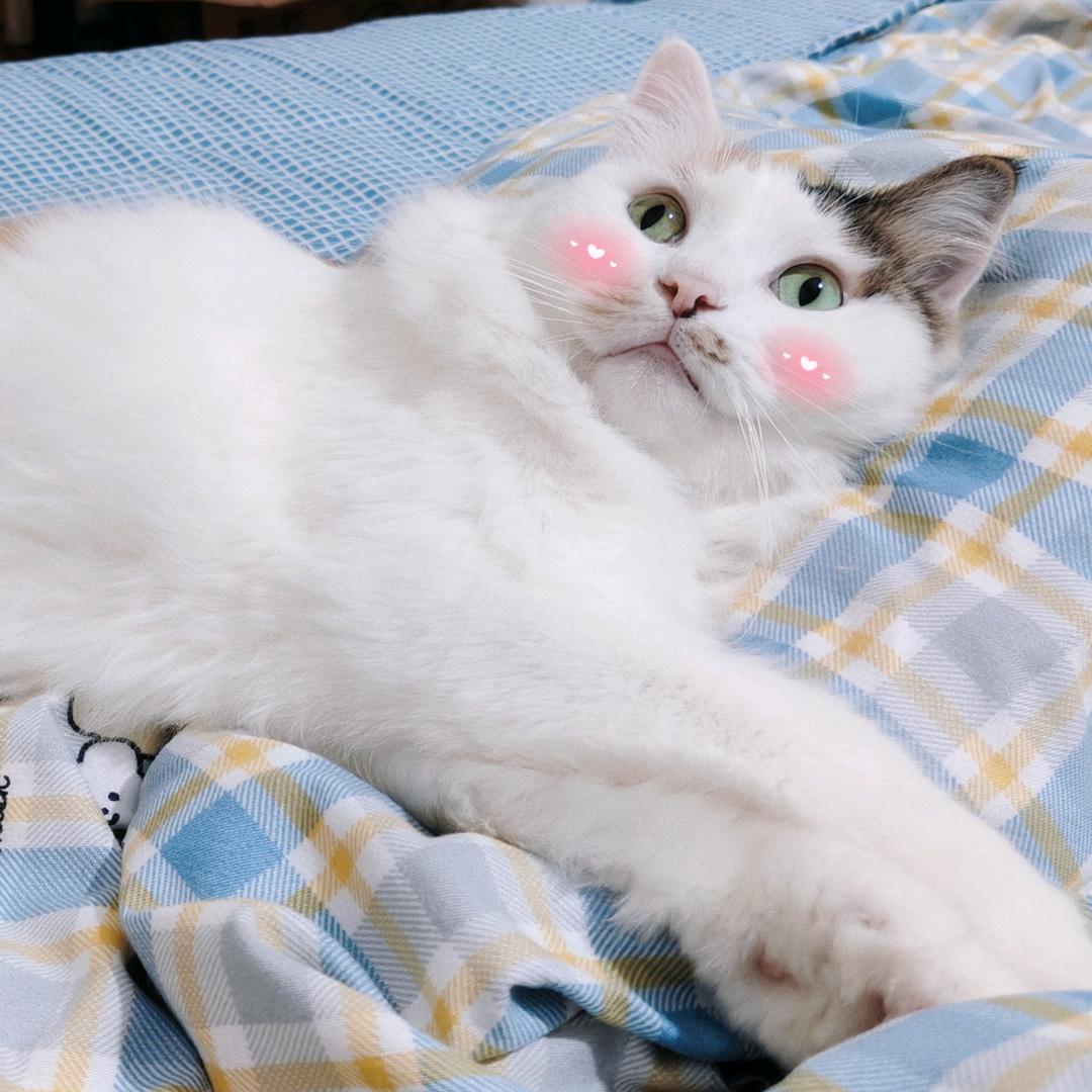 一只花小怂🌈🌈