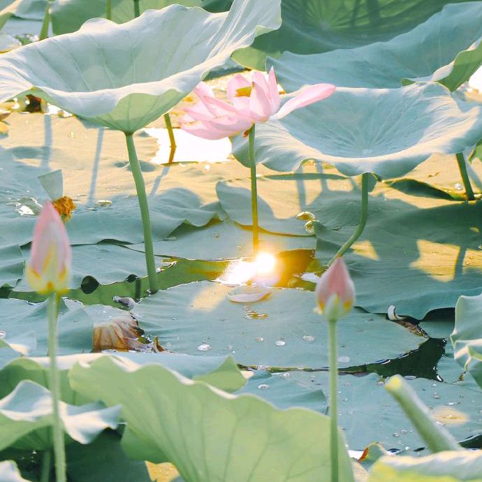莲藕龙虾🦞那些事