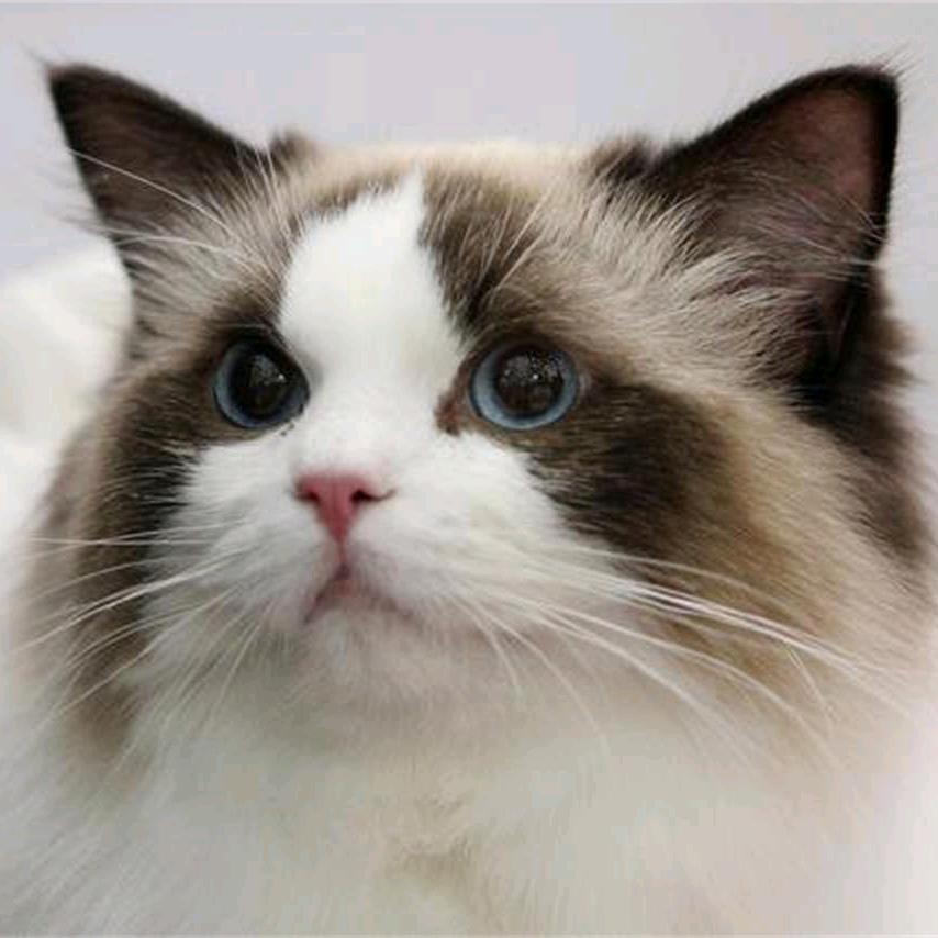 小数点宠物食品店