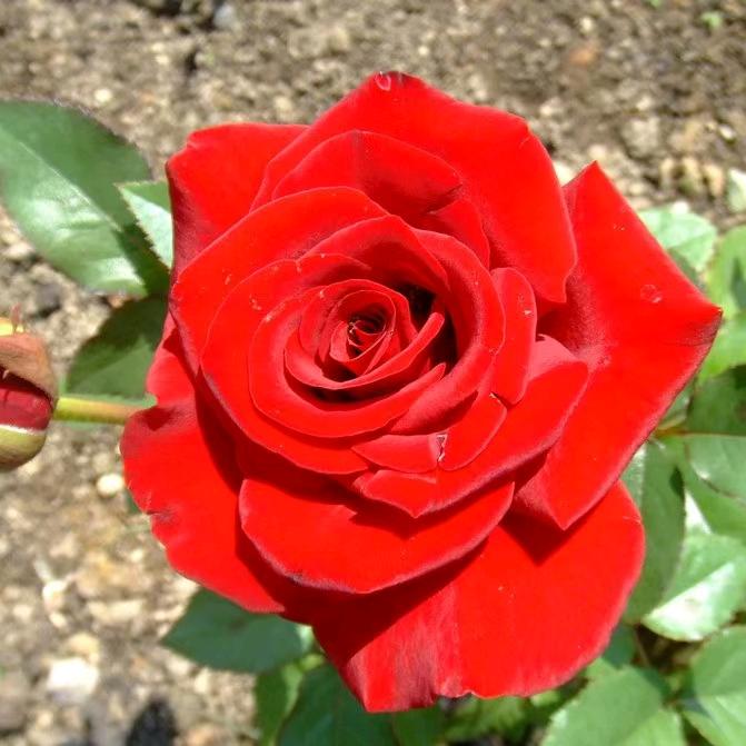 棉花糖