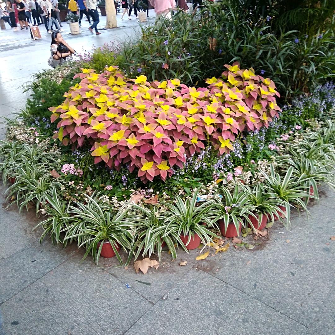 努力吧二姐