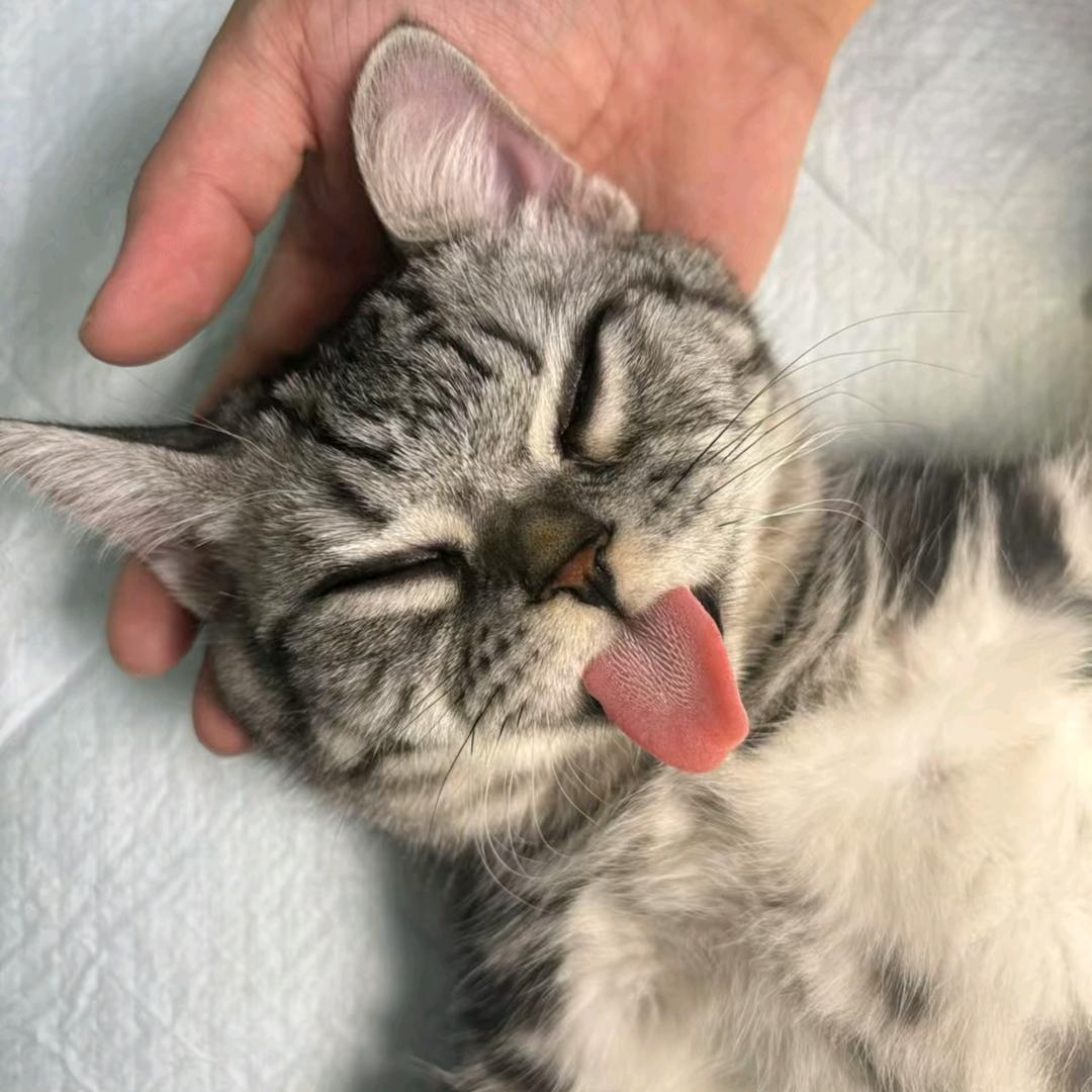 牛马