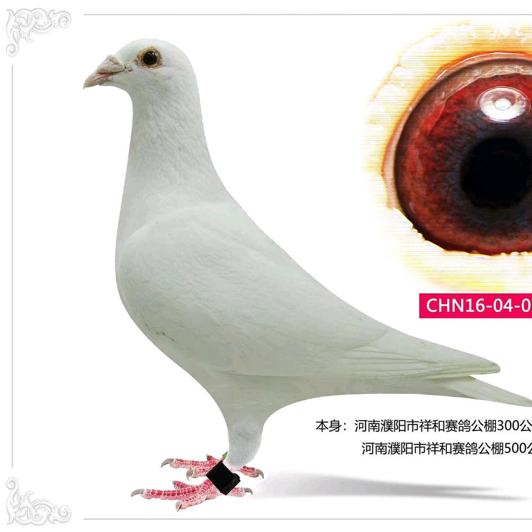 平凡梦noa