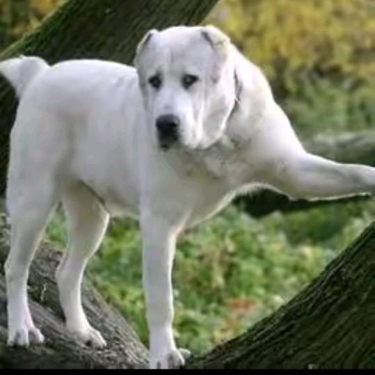 @《贵阳   宠物》巡回@救助