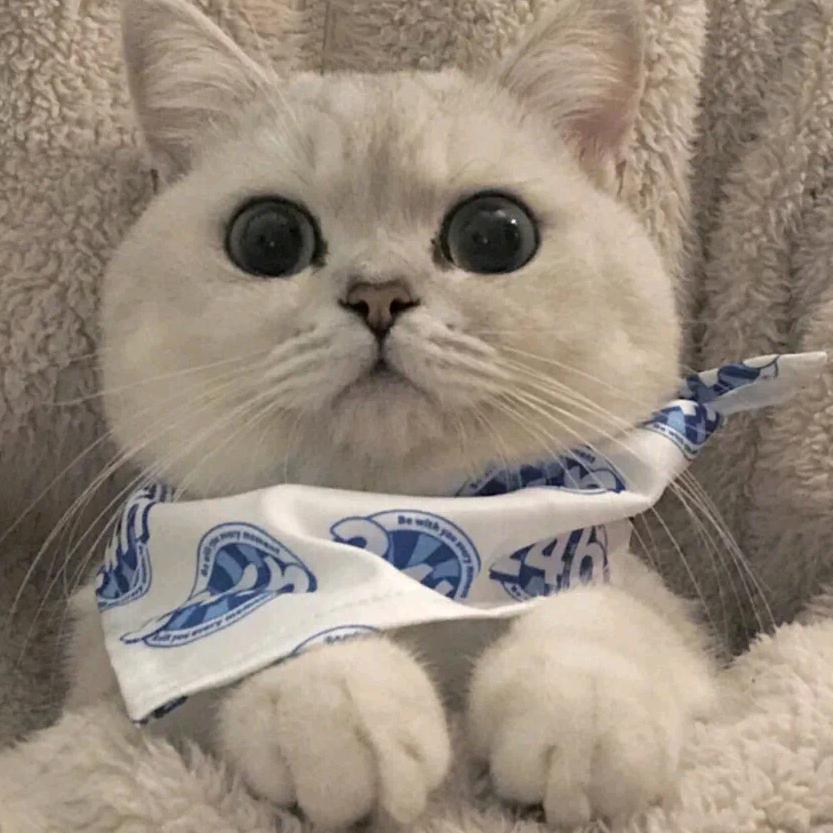 久玖呀头像