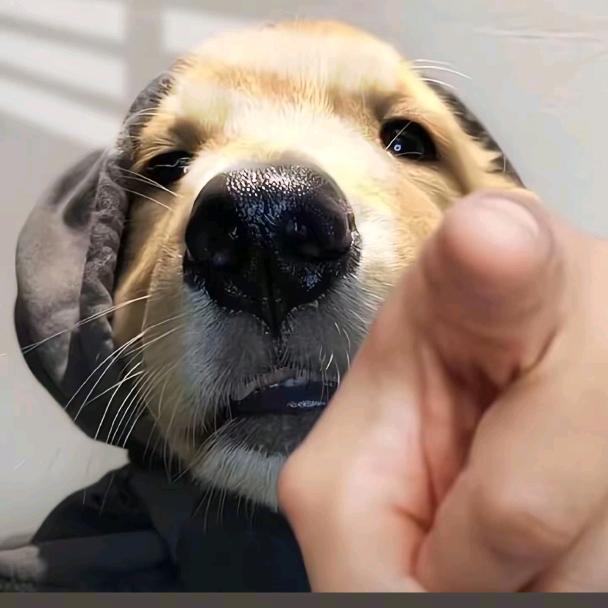 卖菇娘的小火柴