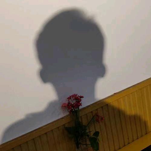 鸽