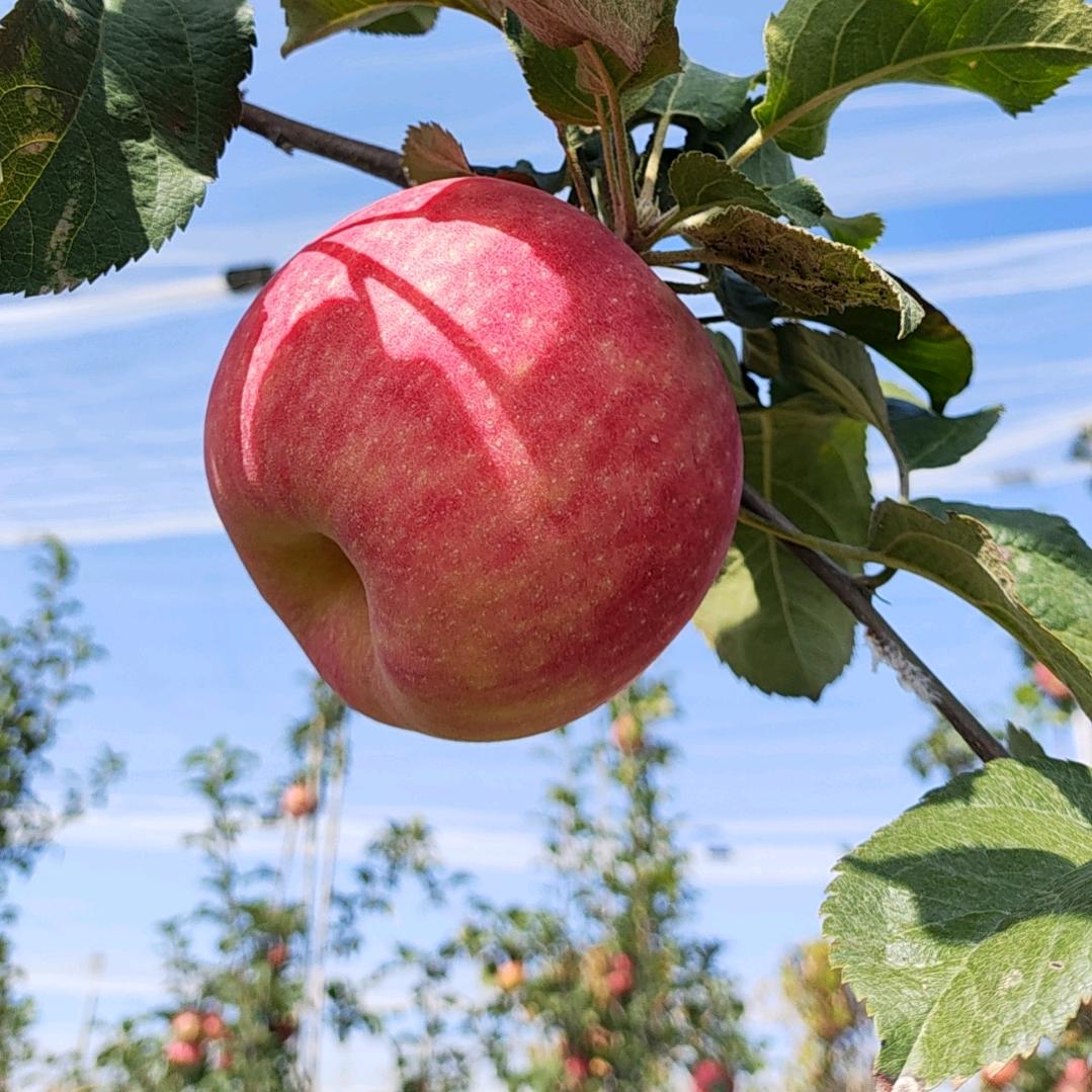 枝纯果蔬旗舰店