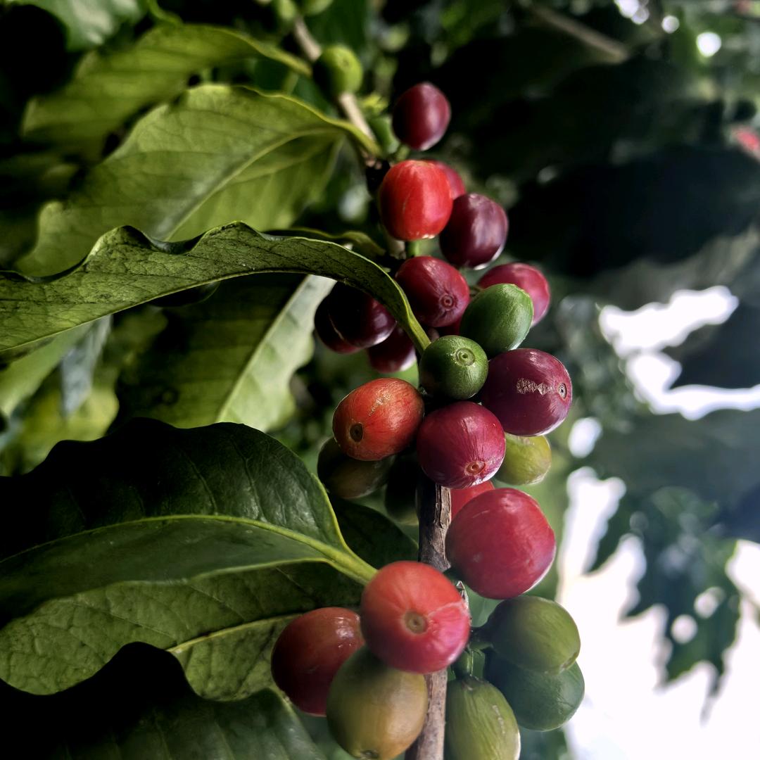 樱花谷·山海咖啡