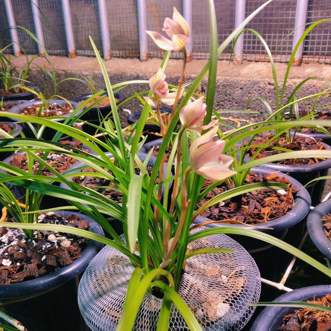 逆天。西部小侯爷