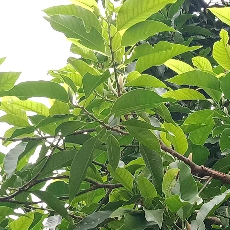 董大哥。