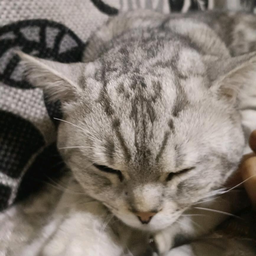 猫咖啡