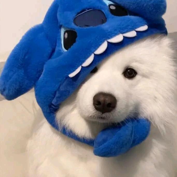 ，（・∀・），