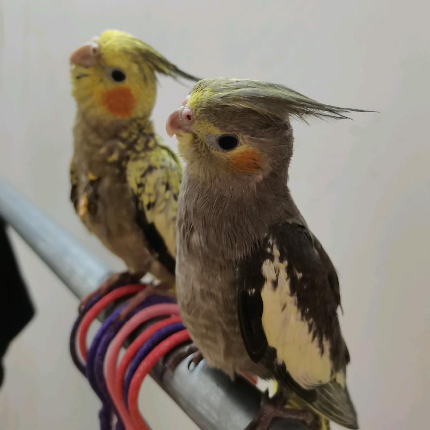 手养鹦鹉