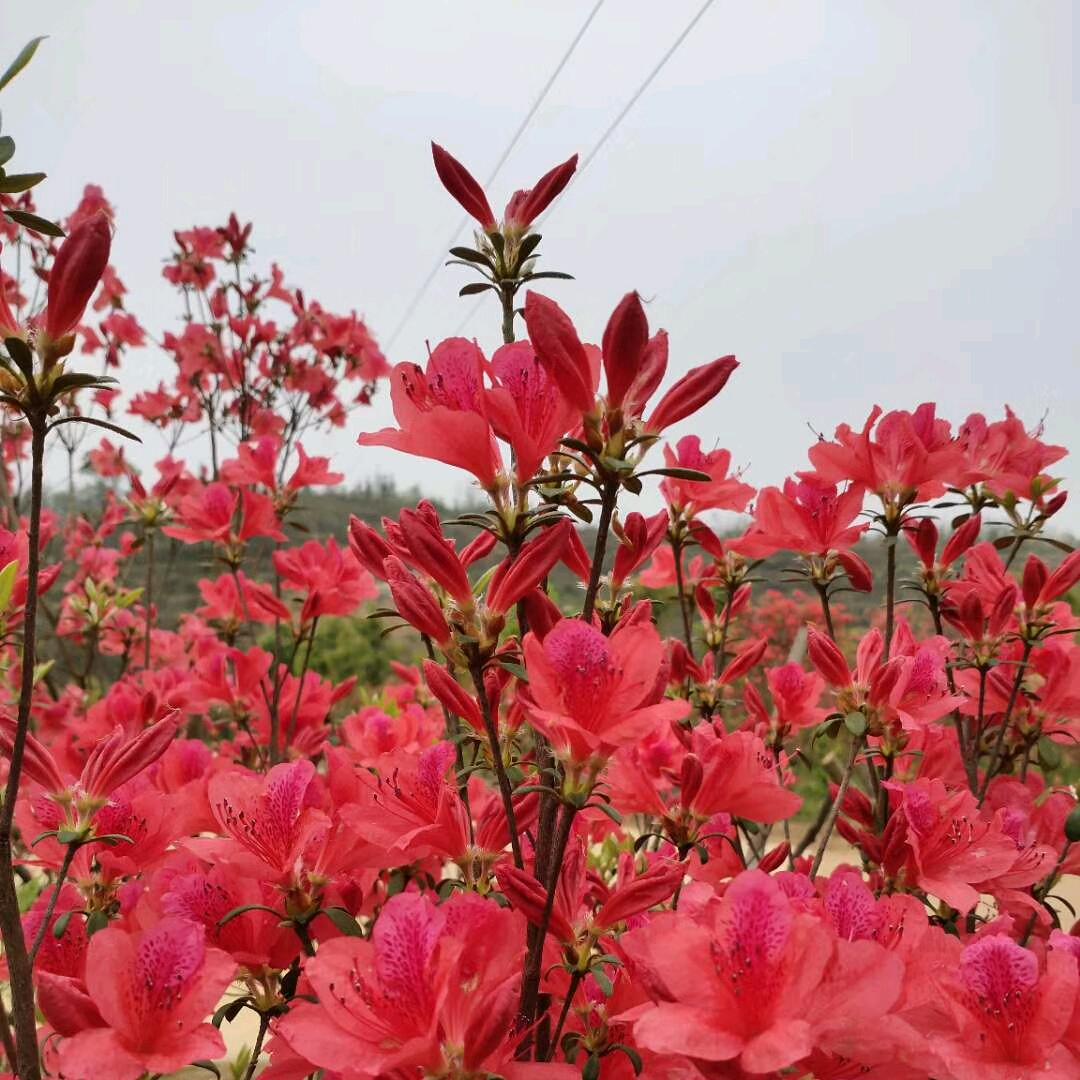 晨曦