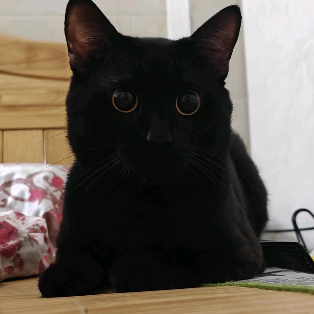 彩儿养只小黑猫