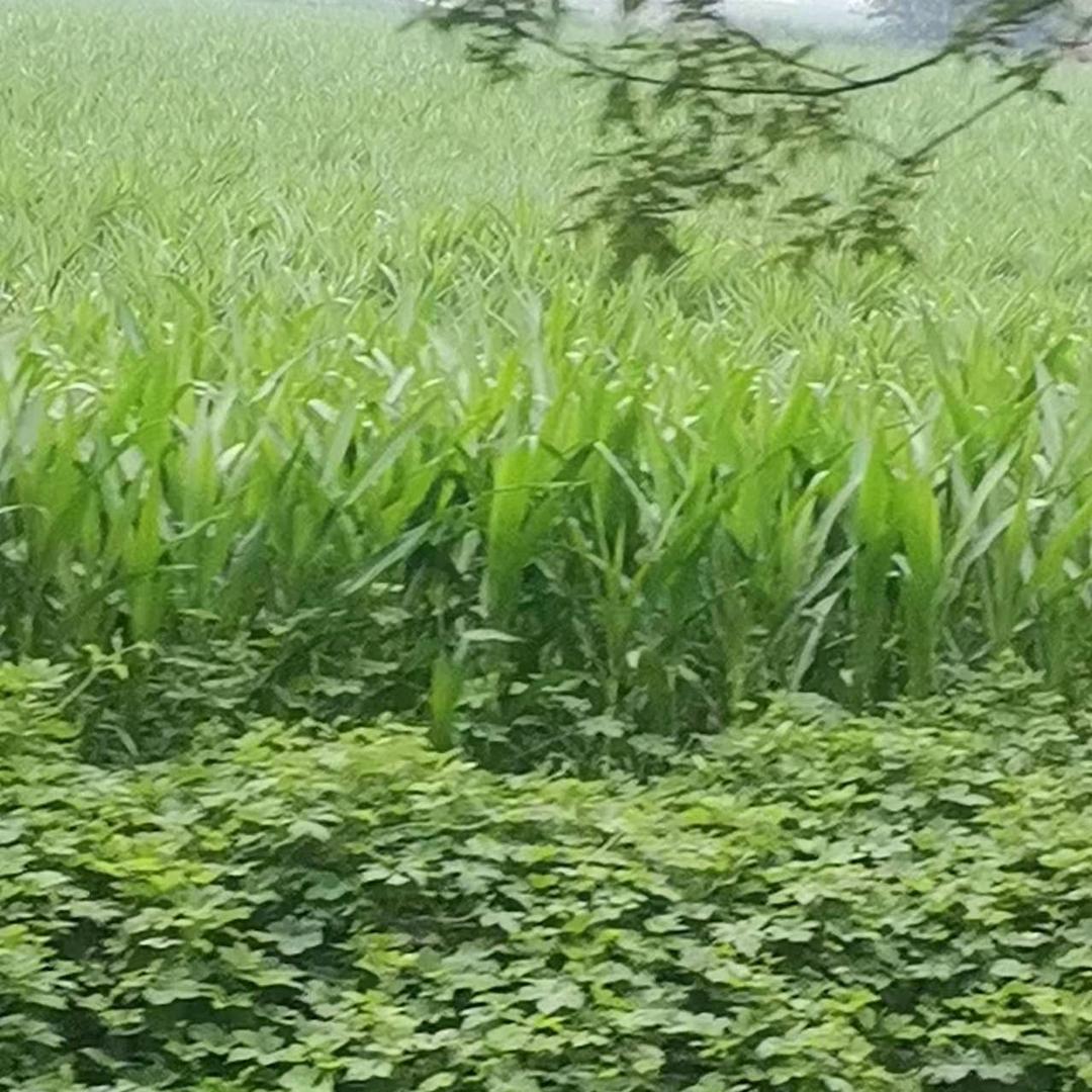 荣安
