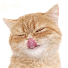 三文鱼不是鱼🐱