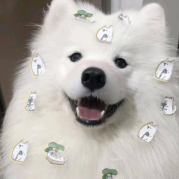 小洁家的狗场