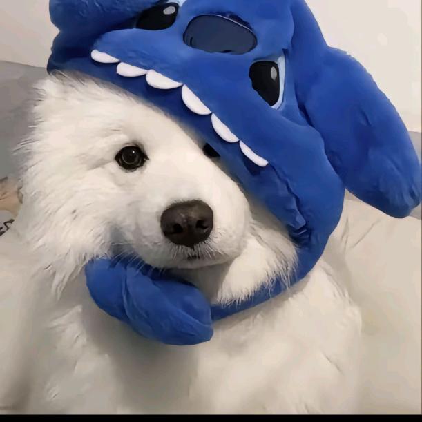 浪漫小星✨