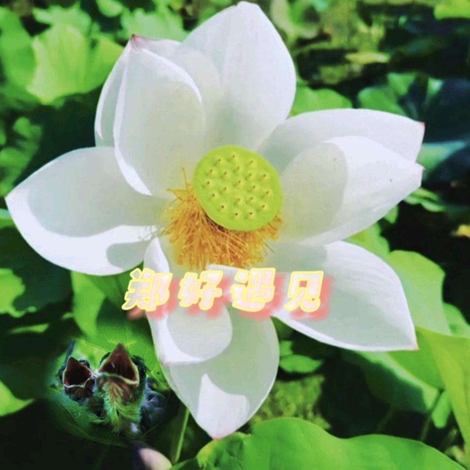 郑好遇见
