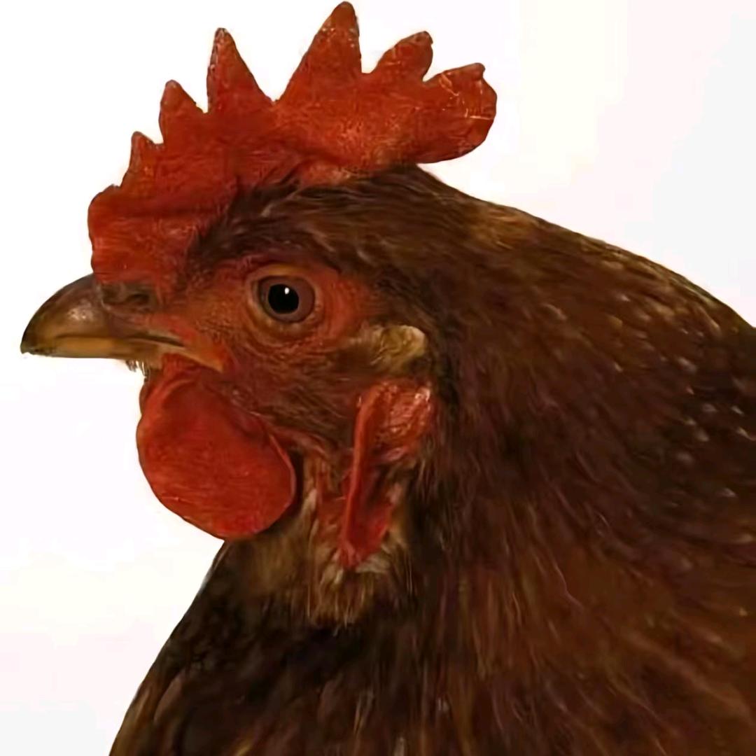 黑蛋蛋不黑