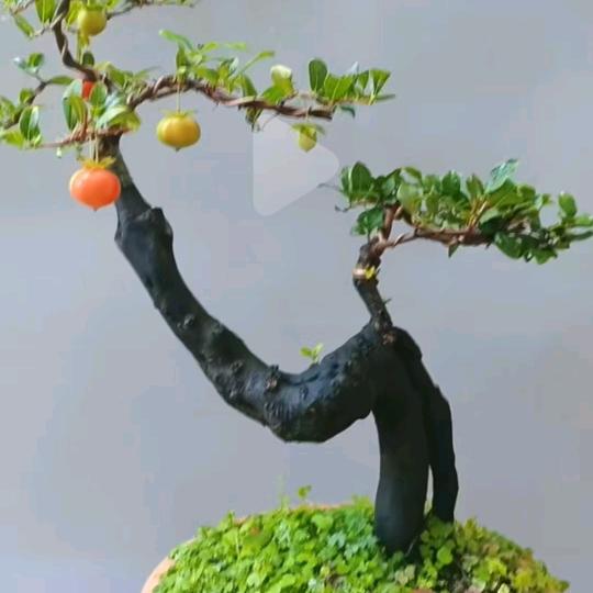 川三锅微小盆景