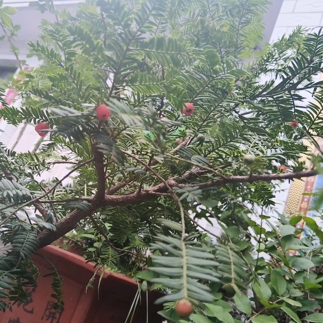 过往不念