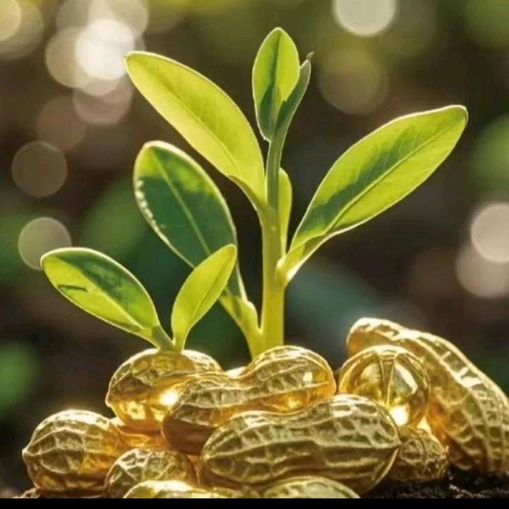 黄金天天有