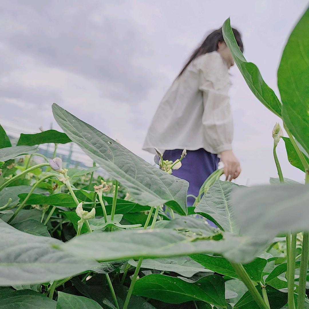 静静椿树