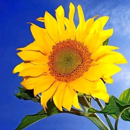 （米海）王 🙏华娟