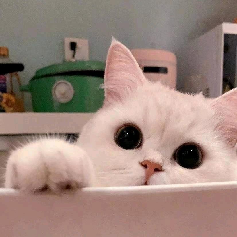 浴火重生，破茧成蝶