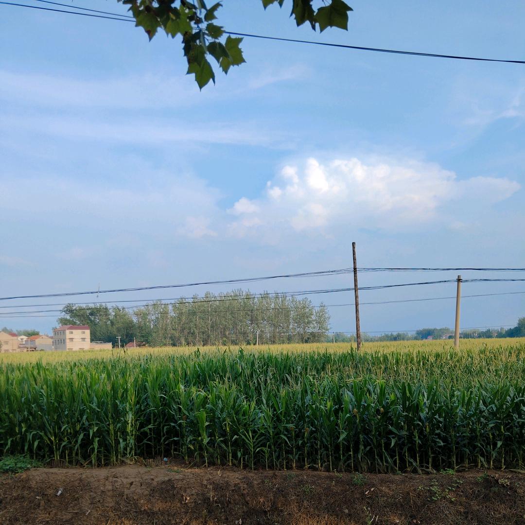 <🌶叶高良->🍎🍎