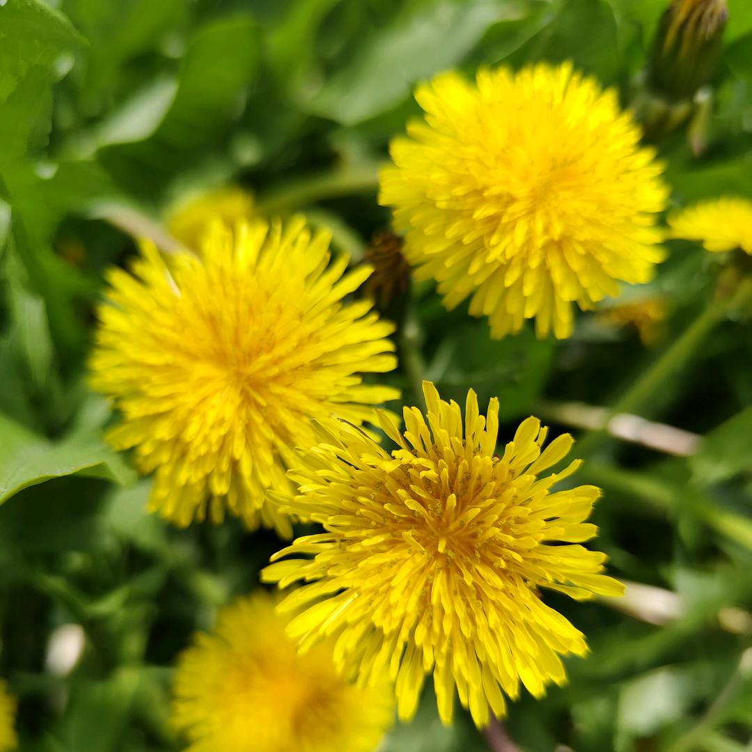 百合