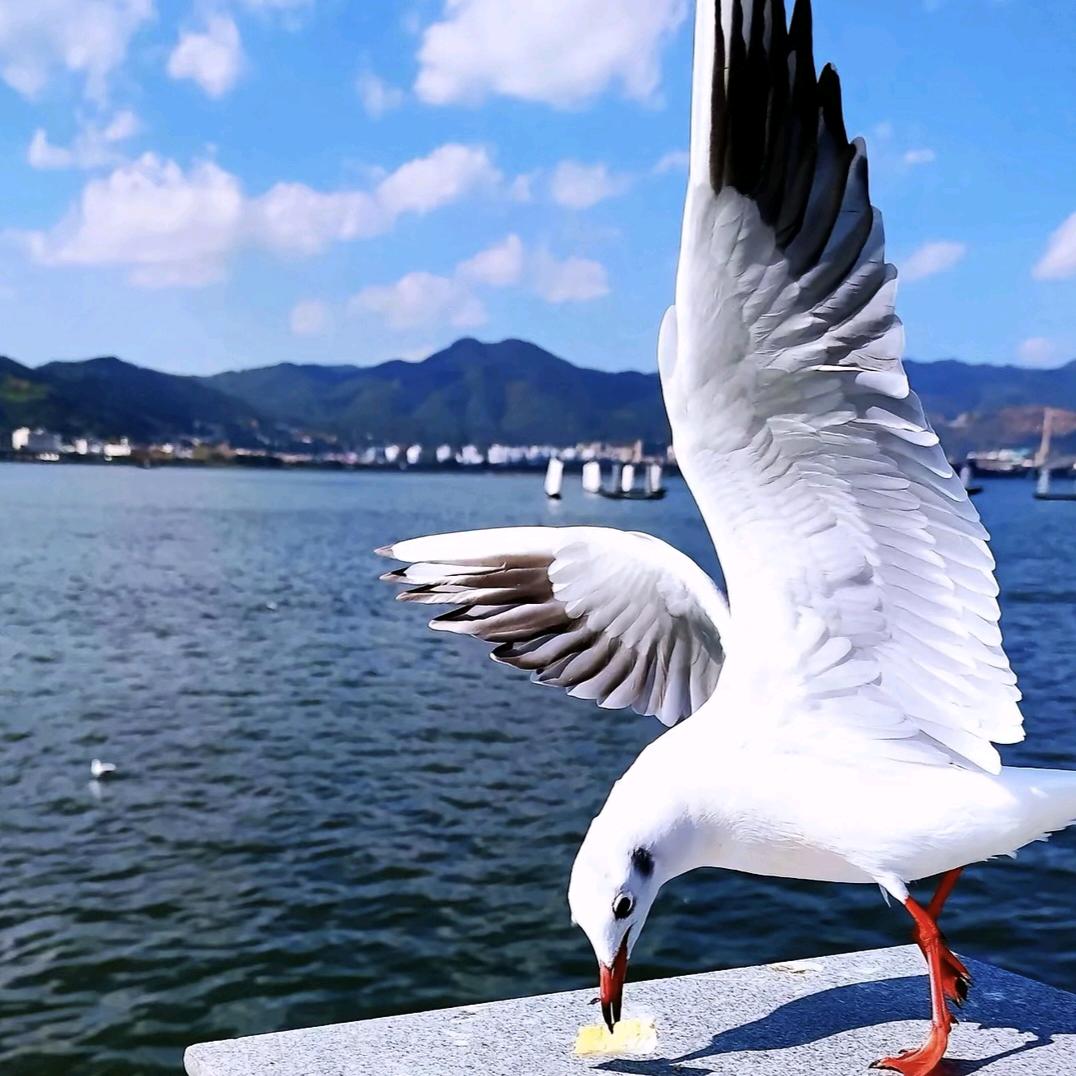 青青愙憙
