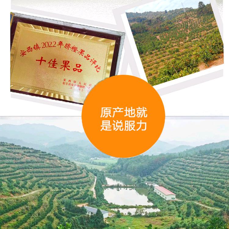 信丰安西兴橙脐橙场