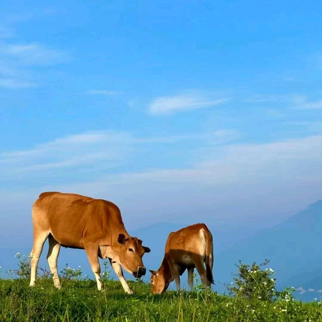 云南华哥生态农产品