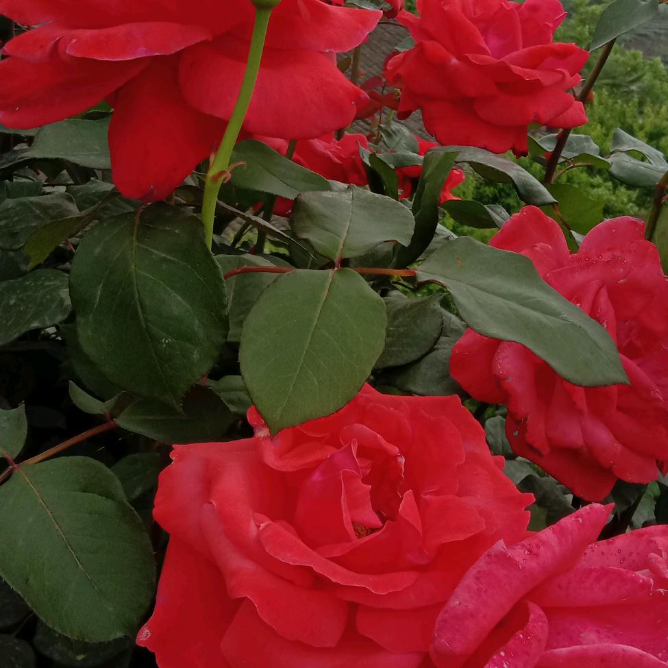 超级开新❤️🐑🌹