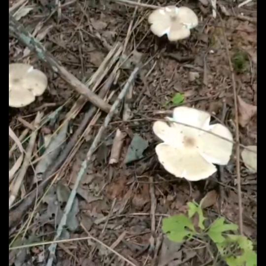 我只看不刷礼物