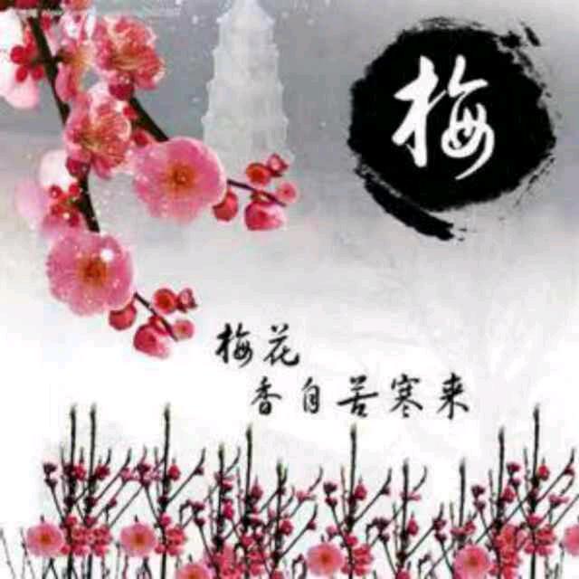 单支梅的日常生活