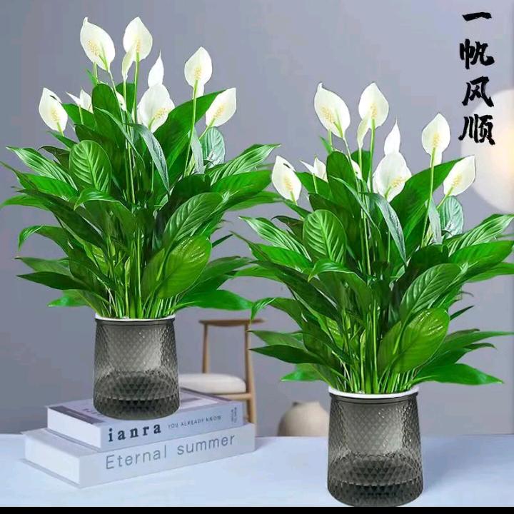 🌺🌿~优雅转身~🌿🌺